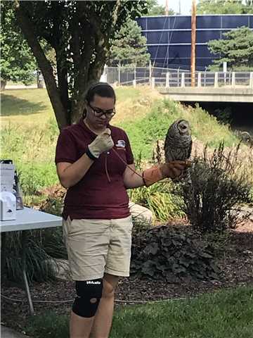 "Peabody" Barred Owl